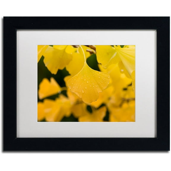 Trademark Fine Art "Ginkgo in the Rain" Canvas Art by Philippe Sainte-Laudy White Matte, Black Frame