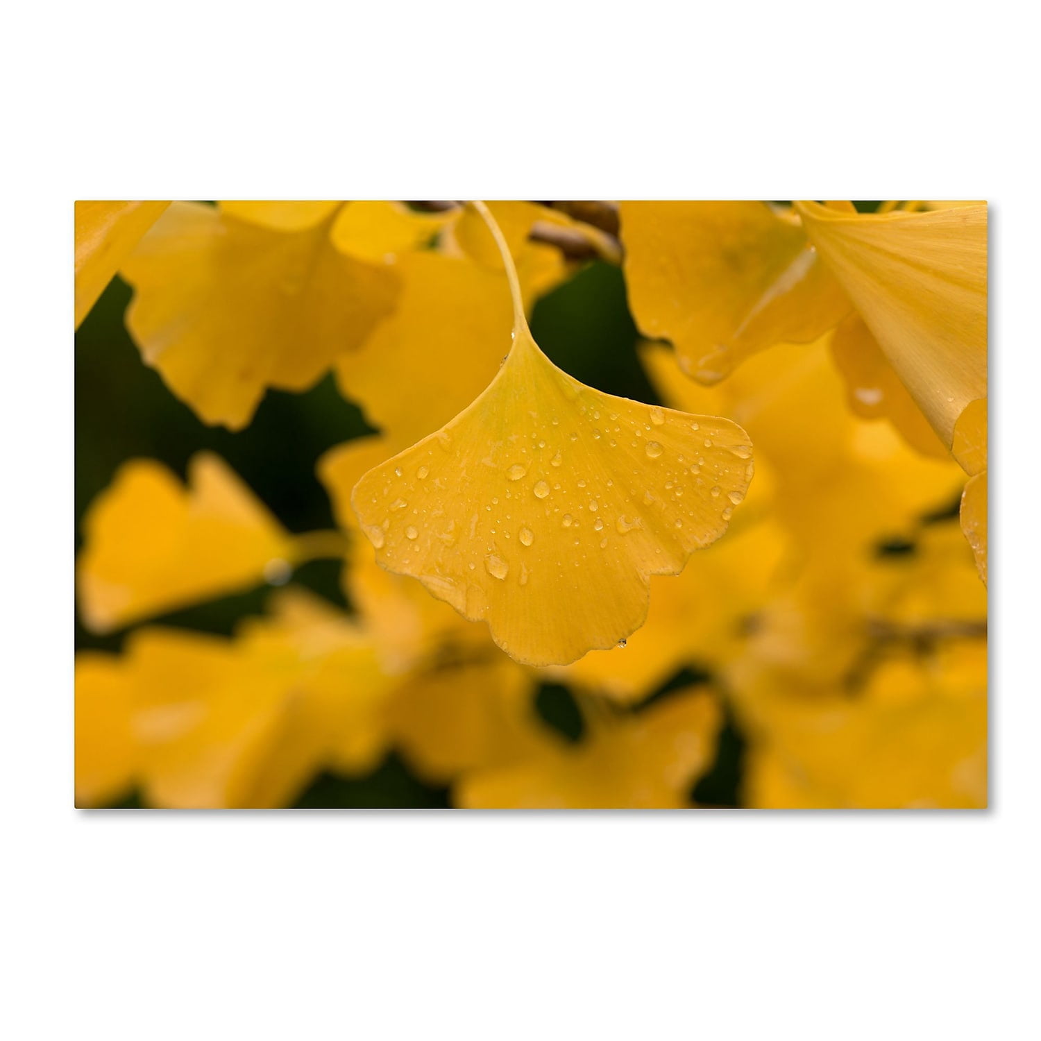 Trademark Fine Art "Ginkgo in the Rain" Canvas Art by Philippe Sainte-Laudy