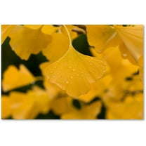Trademark Fine Art "Ginkgo in the Rain" Canvas Art by Philippe Sainte-Laudy