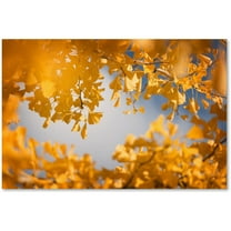 Trademark Fine Art "Ginkgophytes" Canvas Art by Philippe Sainte-Laudy