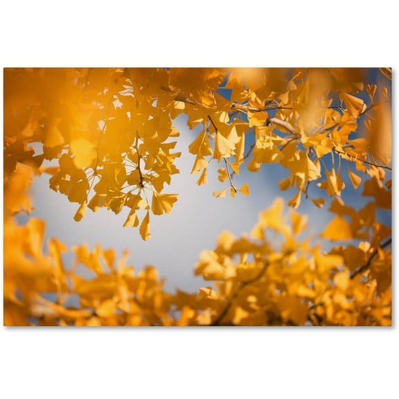 Trademark Fine Art "Ginkgophytes" Canvas Art by Philippe Sainte-Laudy