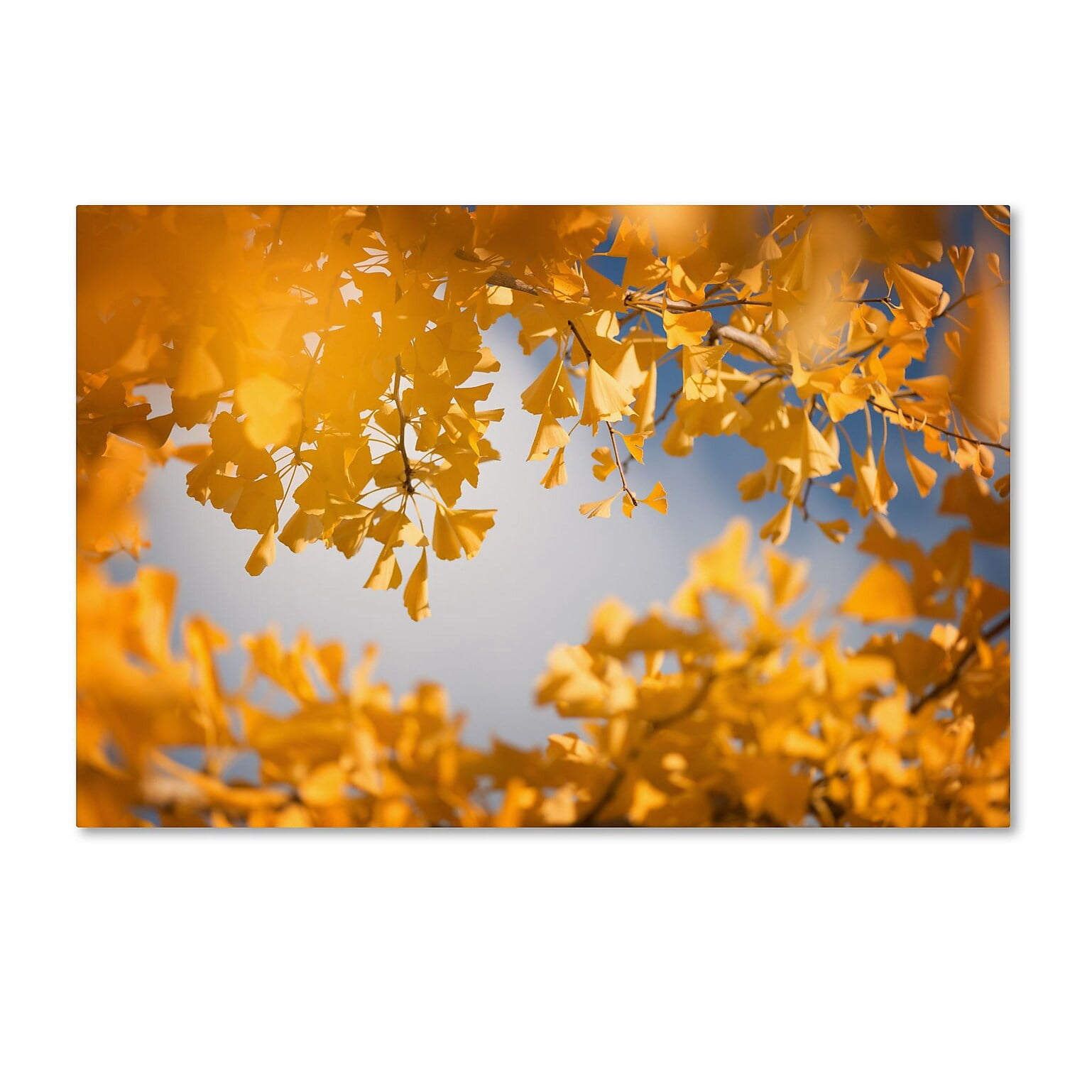 Trademark Fine Art "Ginkgophytes" Canvas Art by Philippe Sainte-Laudy