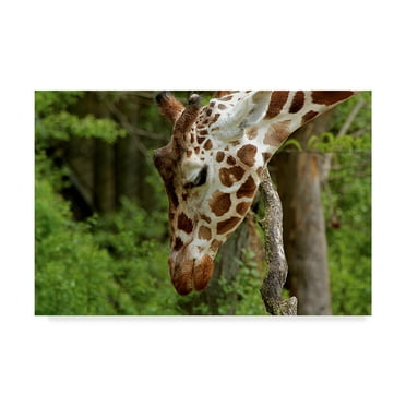 Trademark Fine Art 'Giraffe 2' Canvas Art by Galloimages Online