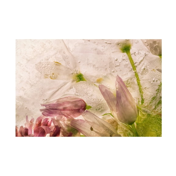 Trademark Fine Art Giuseppe Satriani Glacial Rose Canvas Wall Art