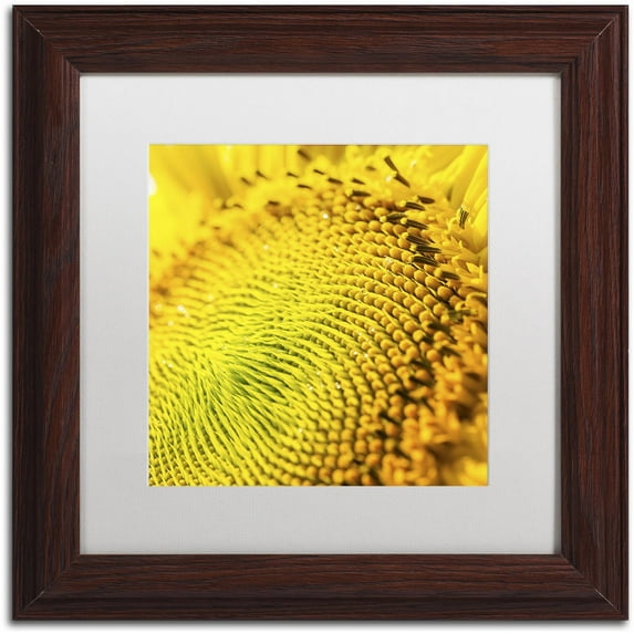 Trademark Fine Art "Glistening Sunflower Nectar" Canvas Art by Kurt Shaffer, White Matte, Wood Frame