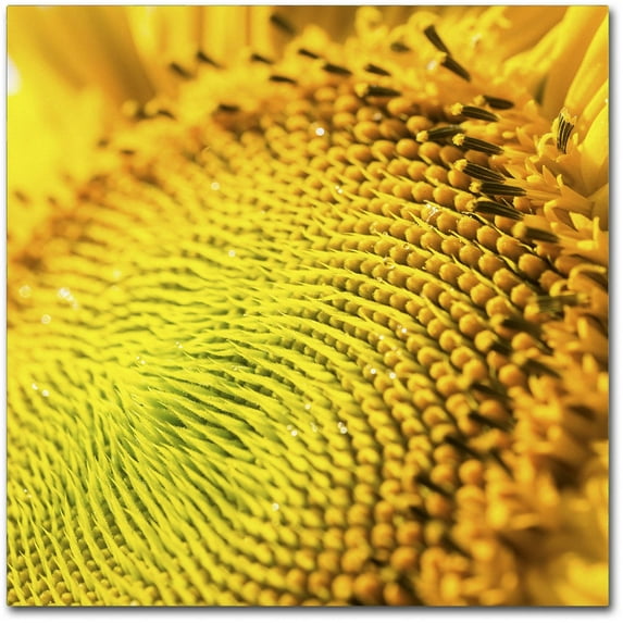 Trademark Fine Art "Glistening Sunflower Nectar" Canvas Art by Kurt Shaffer