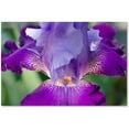 thumbnail image 1 of Trademark Fine Art 'Glowing Iris' Canvas Art by PIPA Fine Art, 1 of 3