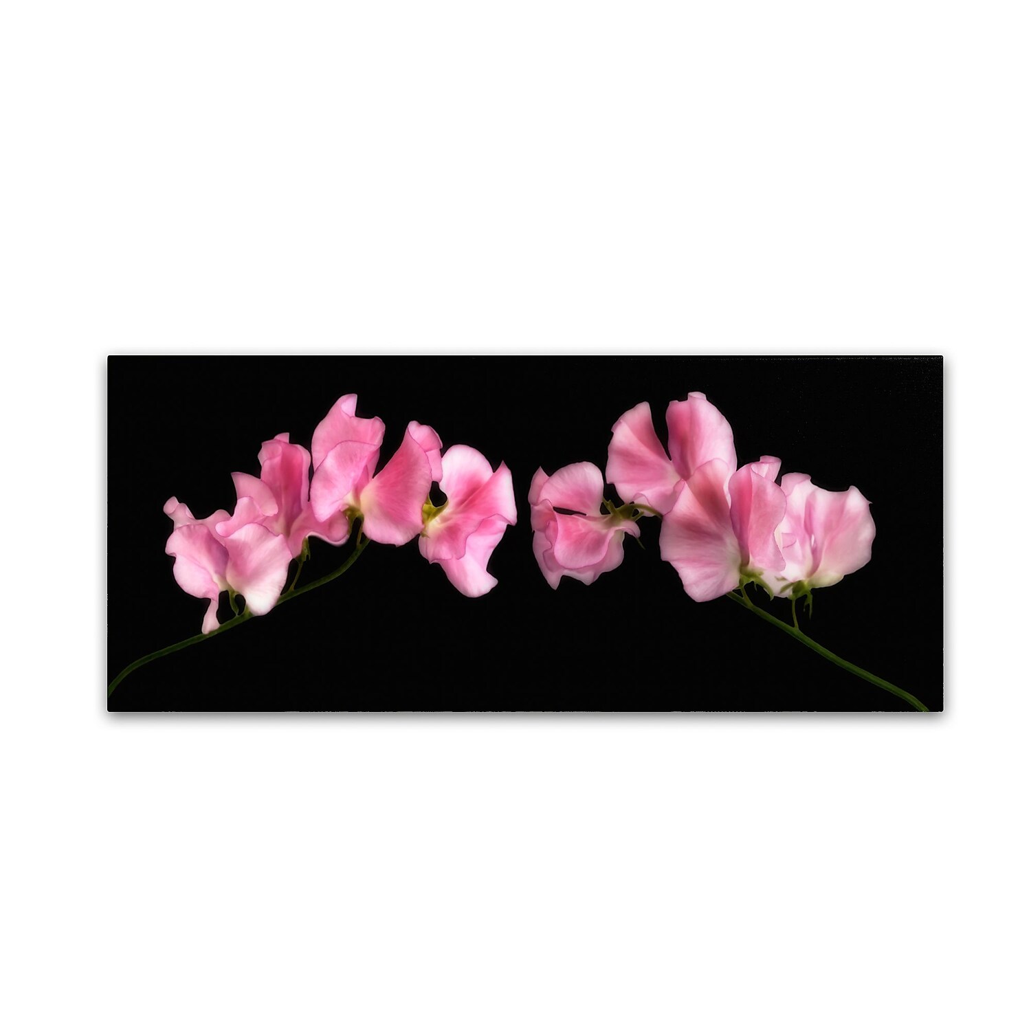 Trademark Fine Art 'Glowing Sweet Peas' Canvas Art by Cora Niele