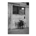 thumbnail image 1 of Trademark Fine Art 'Goat Guarding Horse Stall' Canvas Art by Thom Sivo, 1 of 3