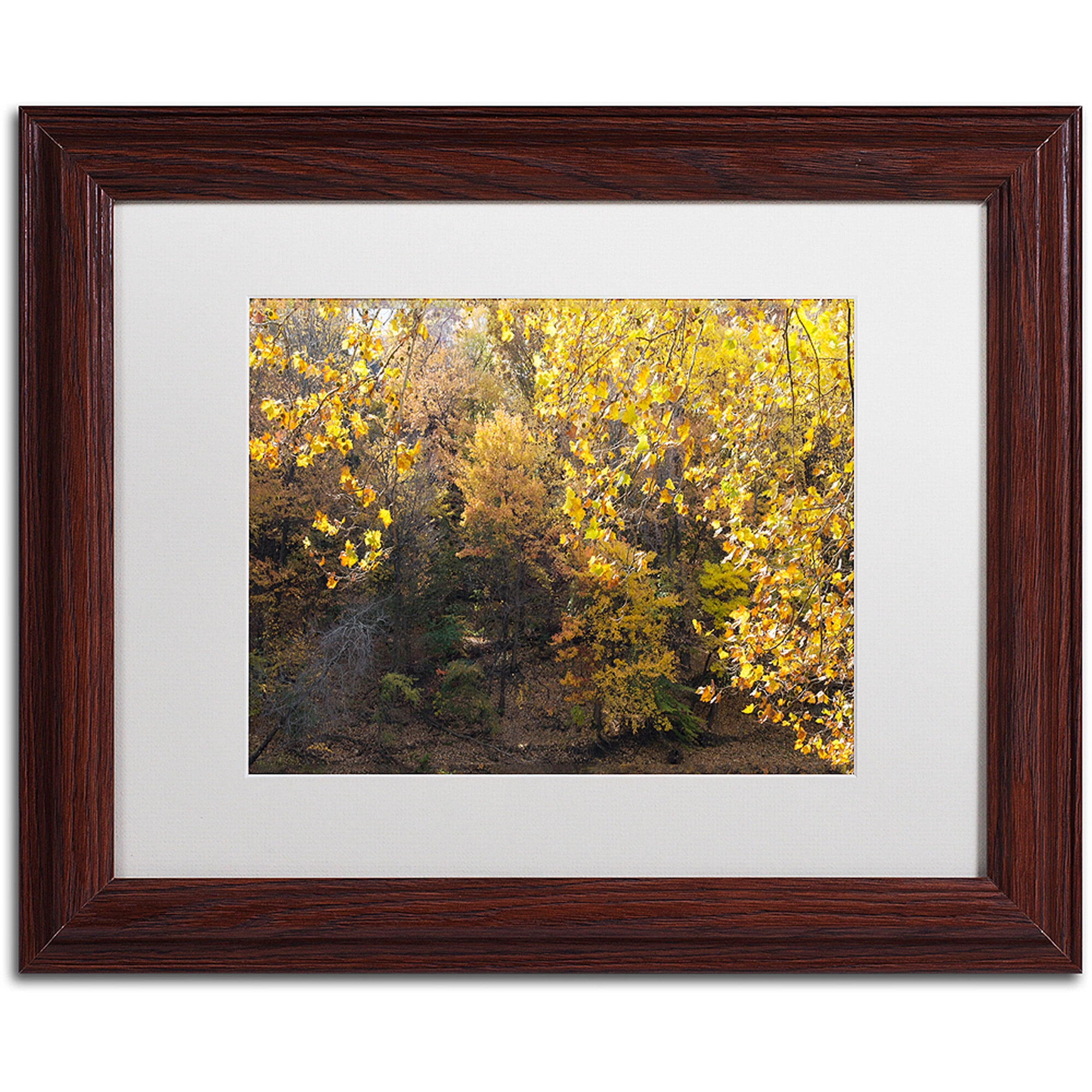 Trademark Fine Art "Golden Autumn 2" Canvas Art by Kurt Shaffer, White Matte, Wood Frame
