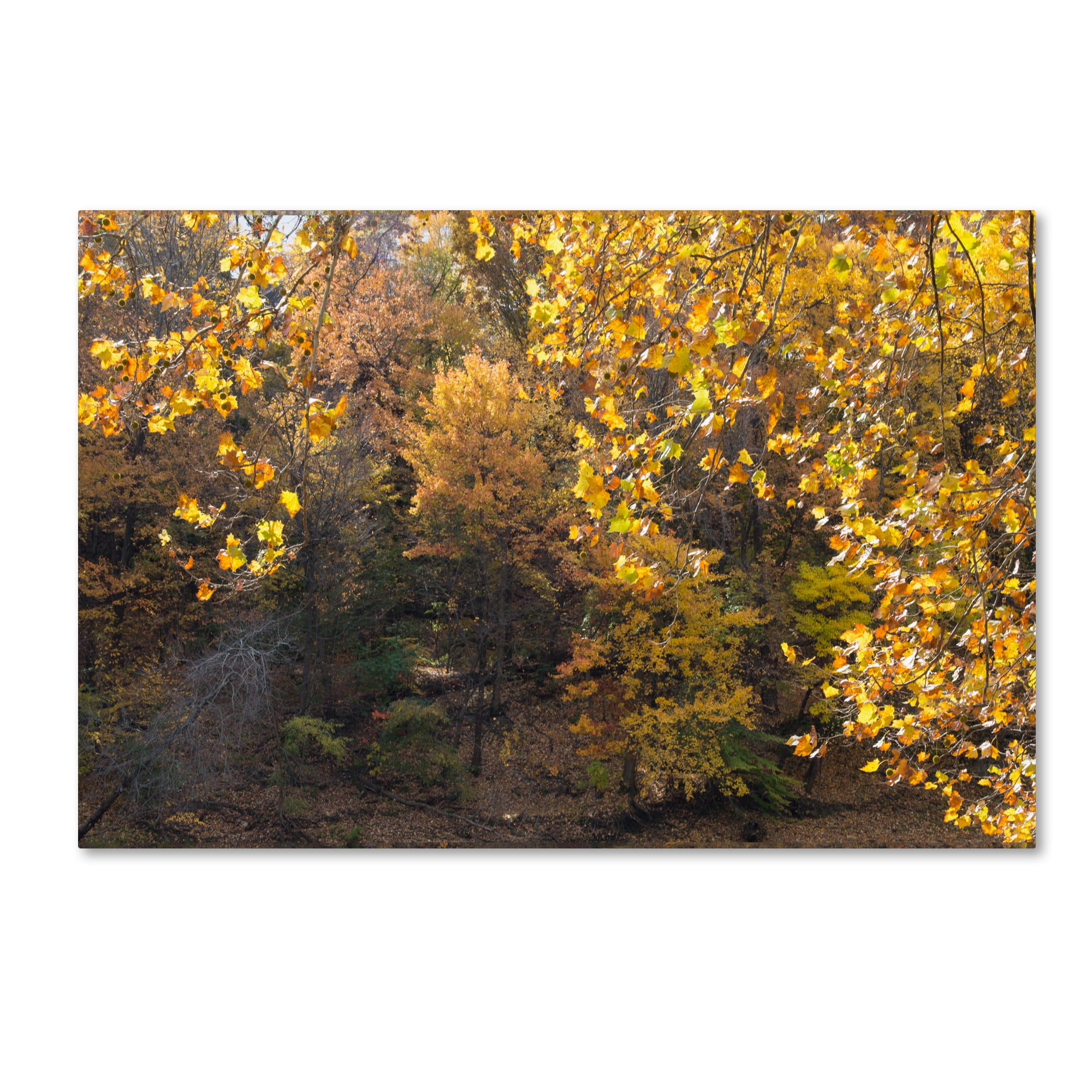 Trademark Fine Art "Golden Autumn 2" Canvas Art by Kurt Shaffer
