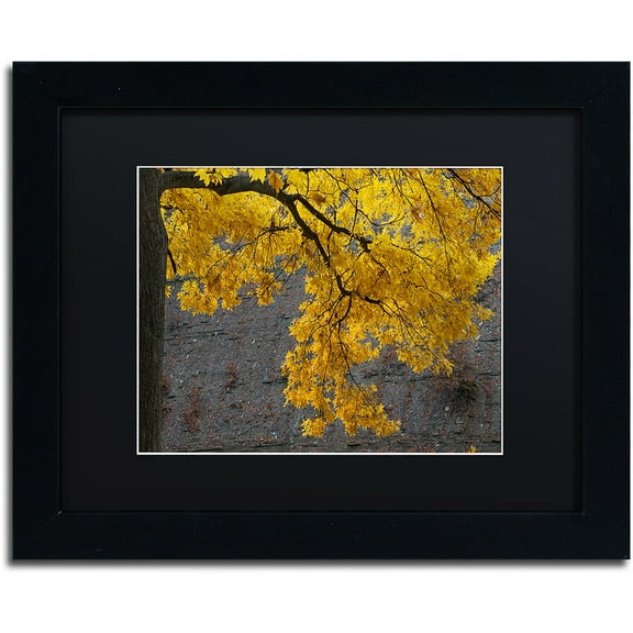 Trademark Fine Art "Golden Autumn Color" Canvas Art by Kurt Shaffer, Black Matte, Black Frame