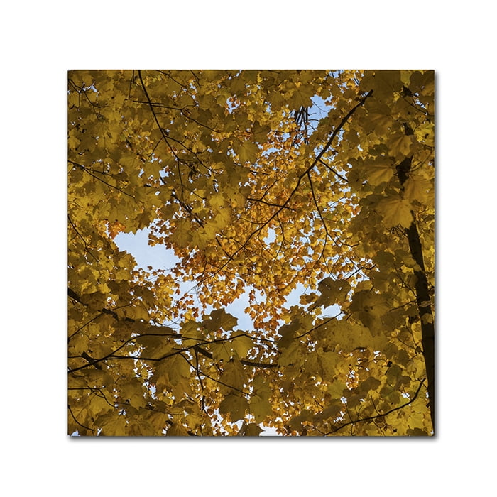Trademark Fine Art "Golden Canopy of Autumn" Canvas Art by Kurt Shaffer