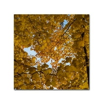 Trademark Fine Art "Golden Canopy of Autumn" Canvas Art by Kurt Shaffer