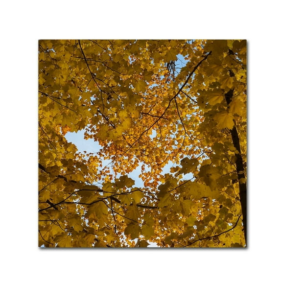Trademark Fine Art "Golden Canopy of Autumn" Canvas Art by Kurt Shaffer