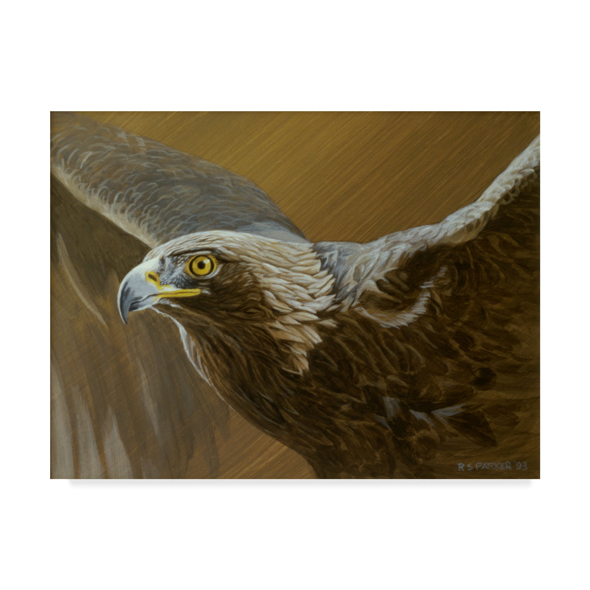Trademark Fine Art 'Golden Eagle' Canvas Art by Ron Parker