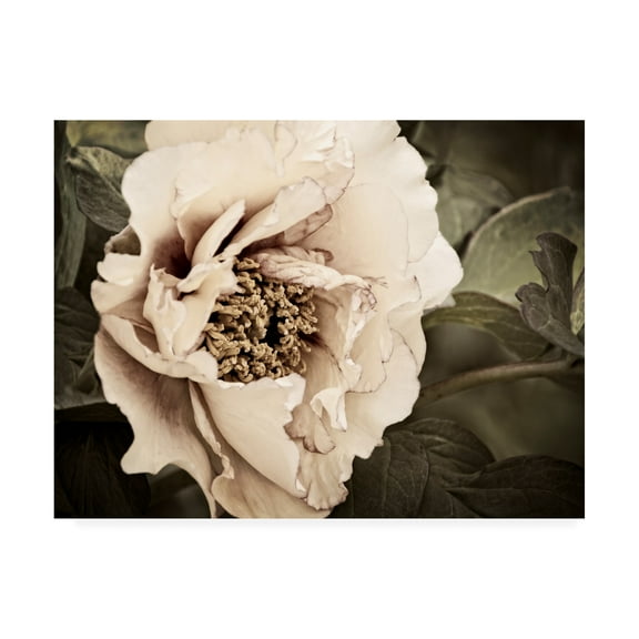 Trademark Fine Art 'Golden Era Peony I' Canvas Art by Rachel Perry