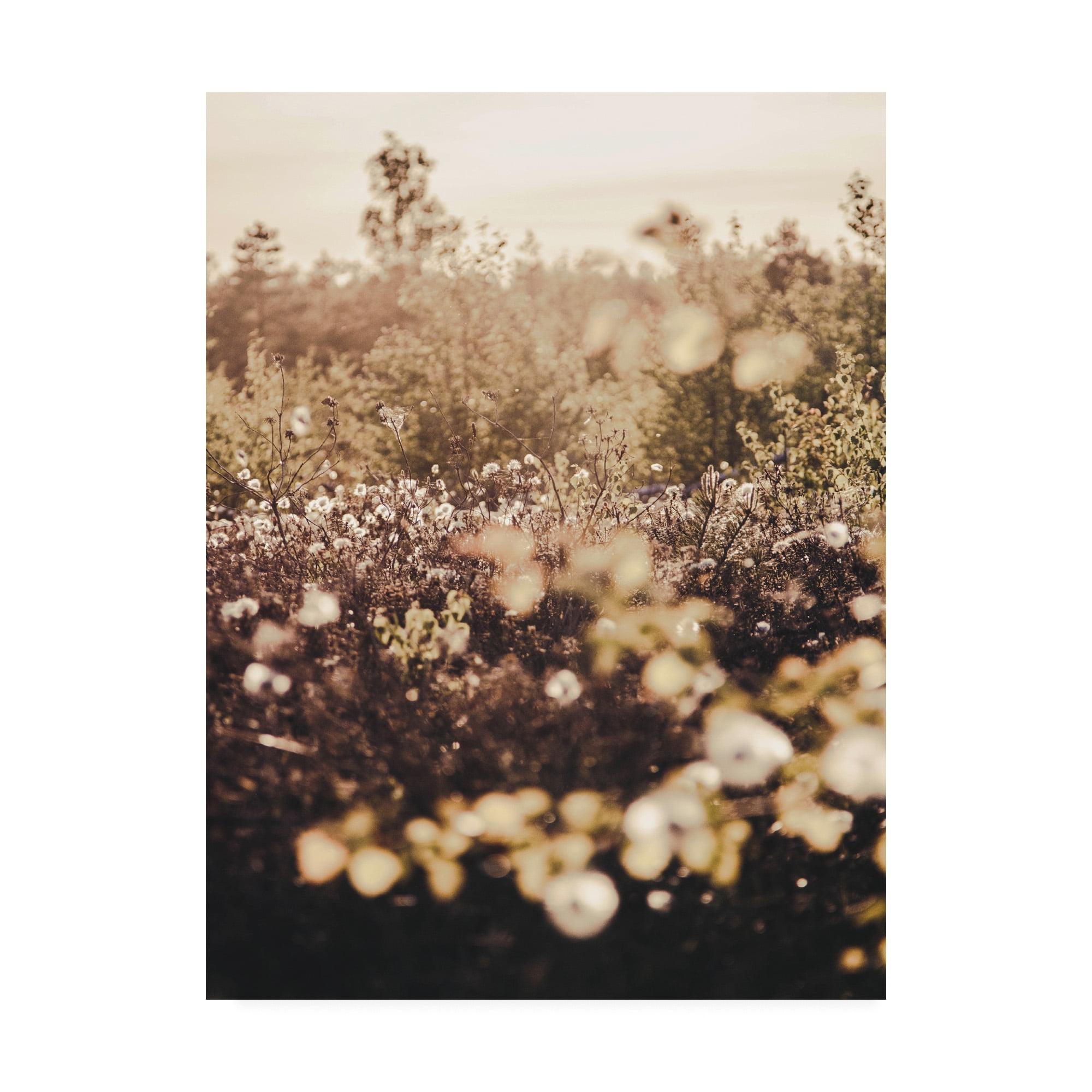 Trademark Fine Art 'Golden Field Fabrikken' Canvas Art by Design Fabrikken