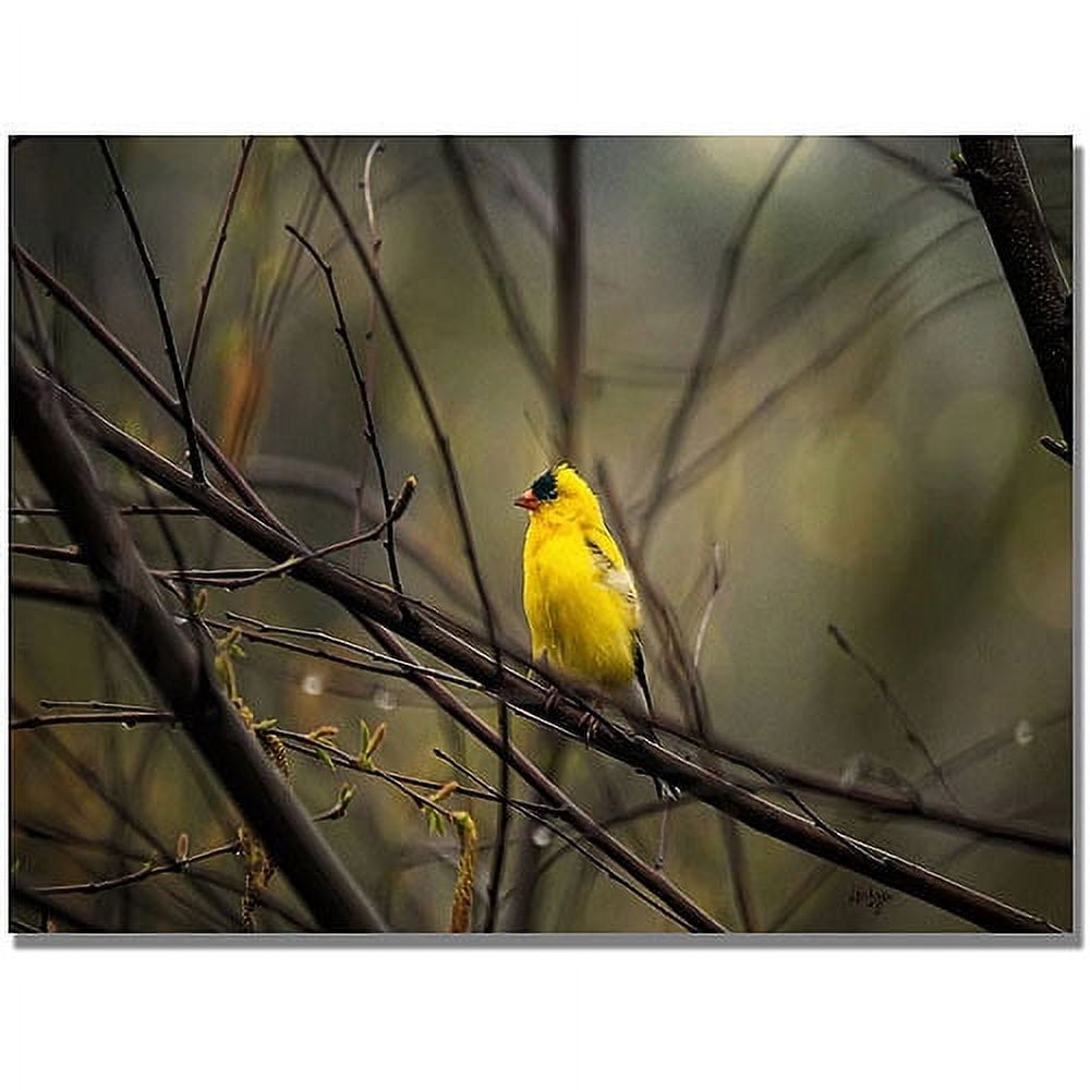 Golden Finch Framed Canvas Print in Light Wood Frame