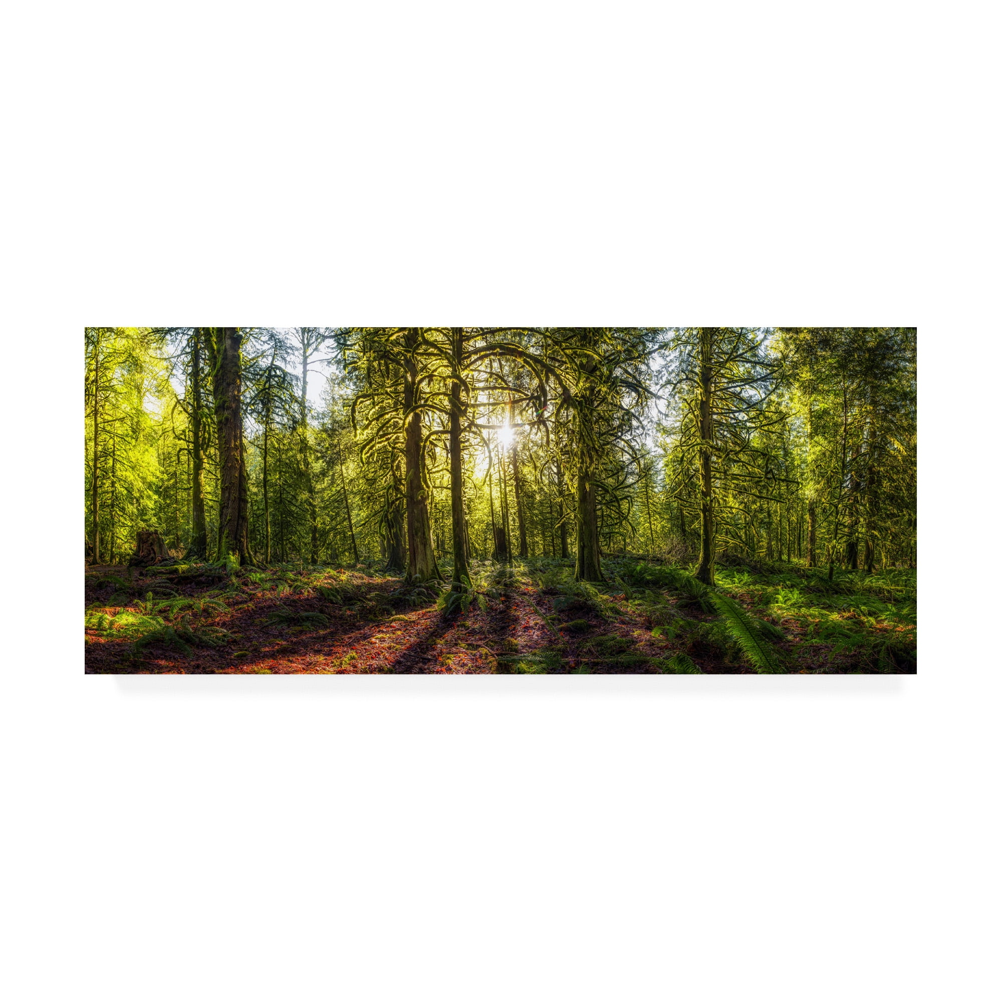 Trademark Fine Art 'Golden Forest Under Sunset' Canvas Art by Vladimir Kostk