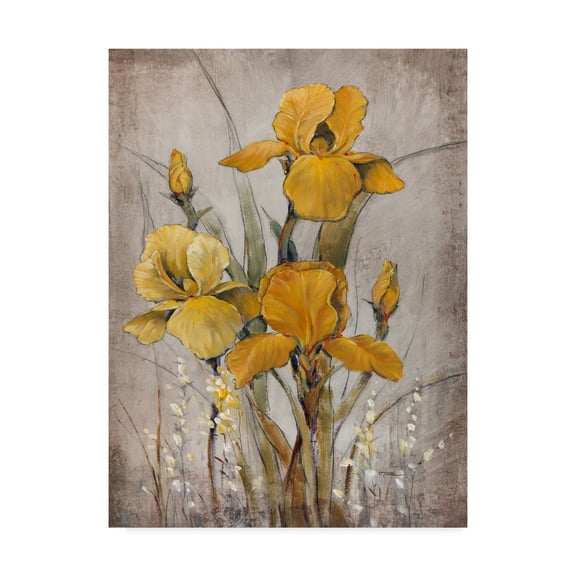 Trademark Fine Art 'Golden Irises II' Canvas Art by Tim OToole