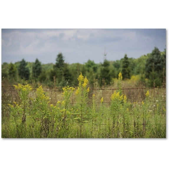 Trademark Fine Art "Goldenrod Fence" Canvas Art by Kurt Shaffer