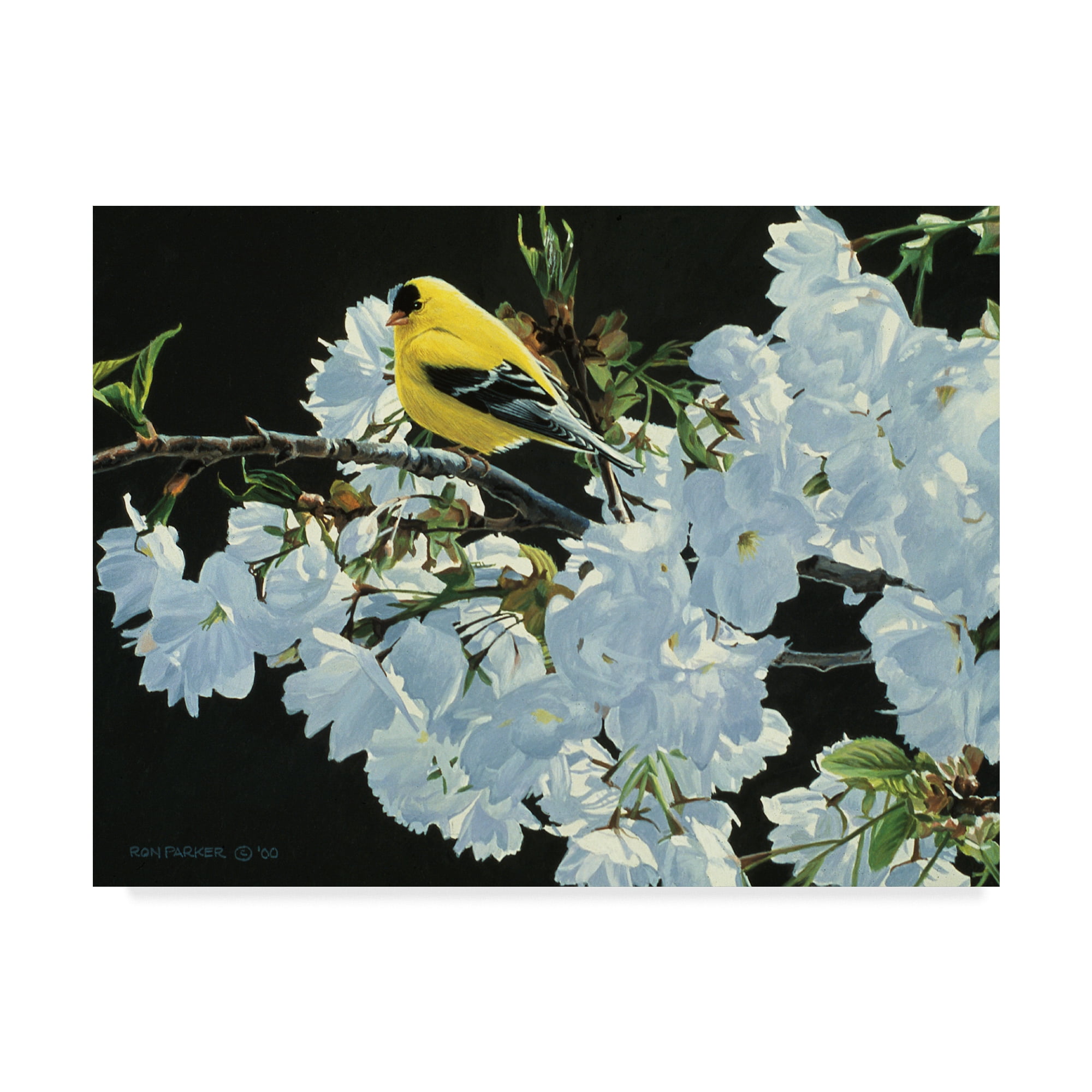 Trademark Fine Art 'Goldfinch And Blossoms' Canvas Art by Ron Parker