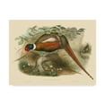 thumbnail image 1 of Trademark Fine Art 'Gould Pheasants II' Canvas Art by John Gould, 1 of 1