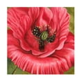 thumbnail image 1 of Trademark Fine Art Grace Popp Vivid Poppy I Canvas Wall Art, 1 of 4