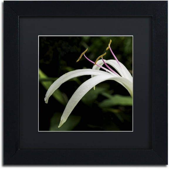 Trademark Fine Art "Graceful Lily" Canvas Art by Kurt Shaffer, Black Matte, Black Frame