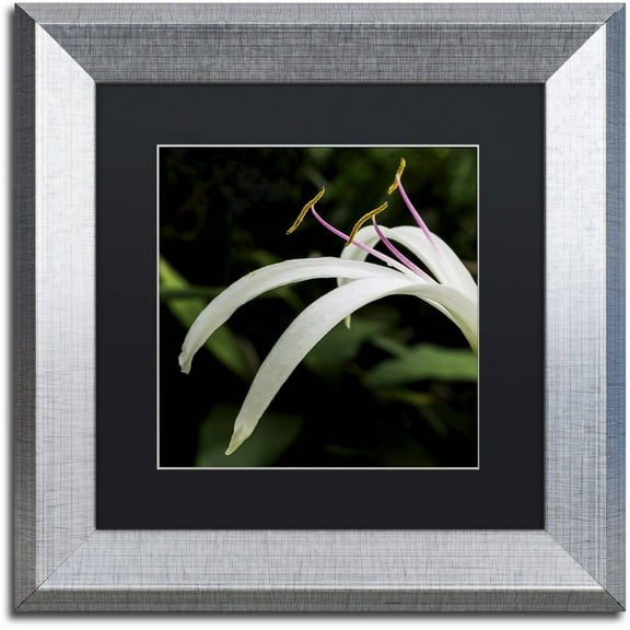 Trademark Fine Art "Graceful Lily" Canvas Art by Kurt Shaffer, Black Matte, Silver Frame