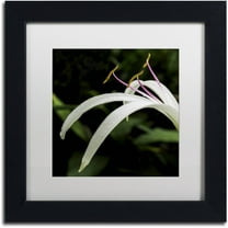 Trademark Fine Art "Graceful Lily" Canvas Art by Kurt Shaffer, White Matte, Black Frame