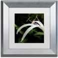 thumbnail image 1 of Trademark Fine Art "Graceful Lily" Canvas Art by Kurt Shaffer, White Matte, Silver Frame, 1 of 4