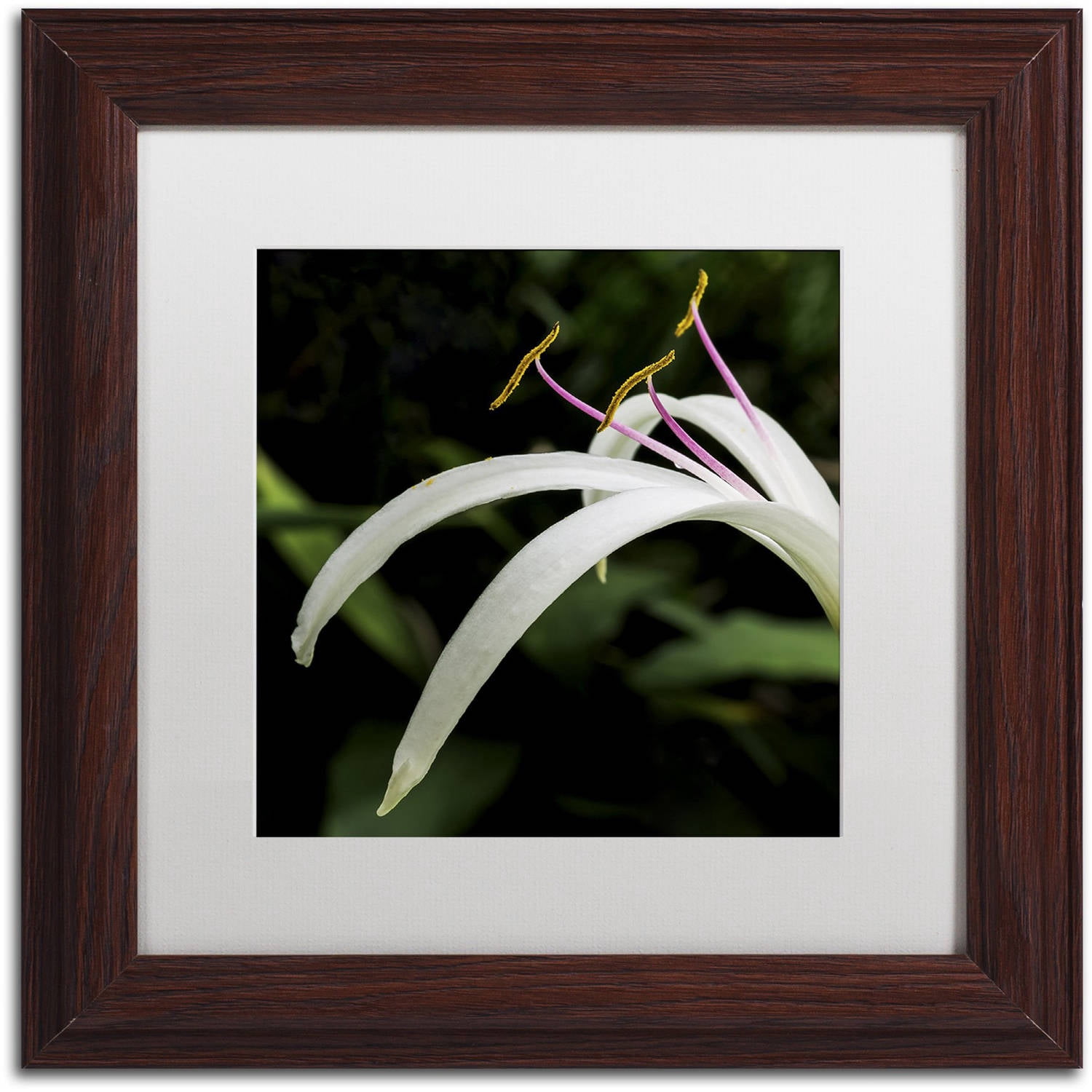 Trademark Fine Art "Graceful Lily" Canvas Art by Kurt Shaffer, White Matte, Wood Frame