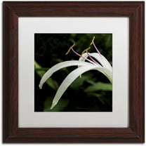 Trademark Fine Art "Graceful Lily" Canvas Art by Kurt Shaffer, White Matte, Wood Frame