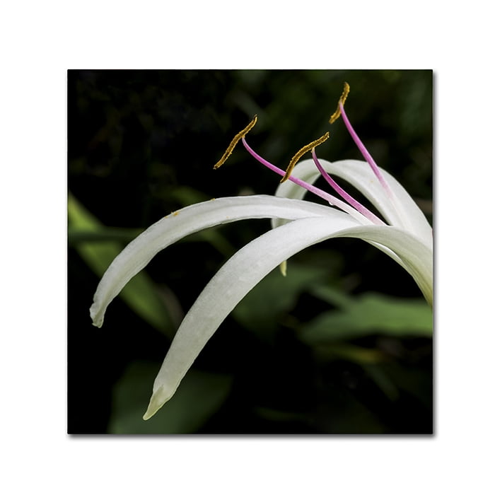 Kurt Shaffer 'Graceful Lily' Huge Canvas Art 35 x 35