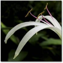 Trademark Fine Art "Graceful Lily" Canvas Art by Kurt Shaffer