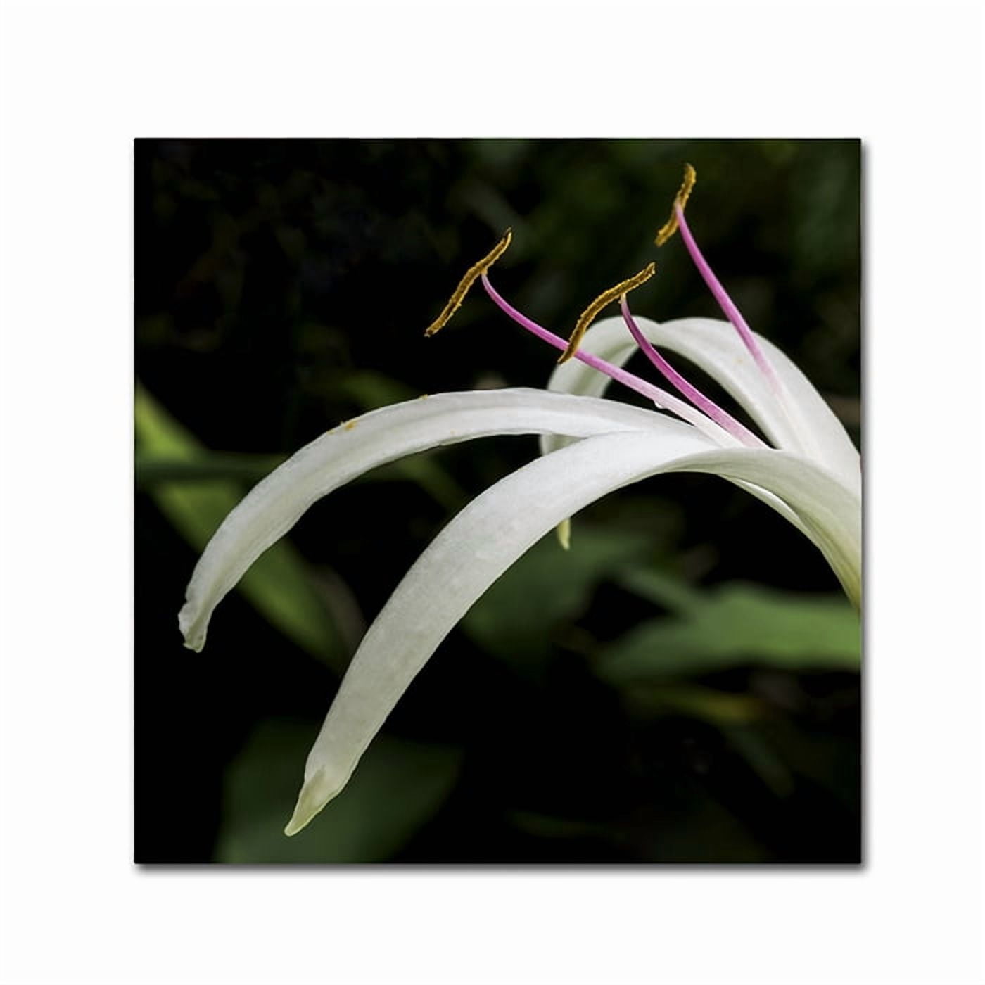 Trademark Fine Art "Graceful Lily" Canvas Art by Kurt Shaffer