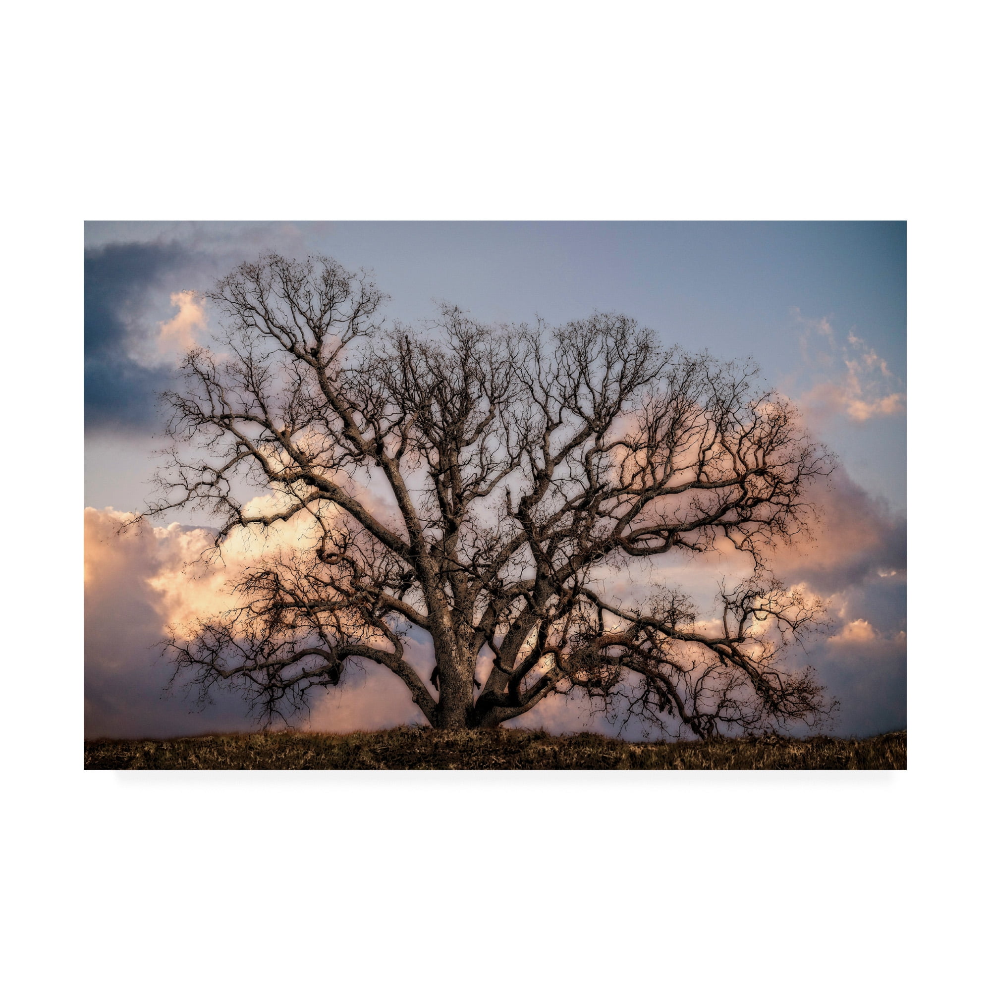 Trademark Fine Art 'Grand Oak Tree II' Canvas Art by Rachel Perry