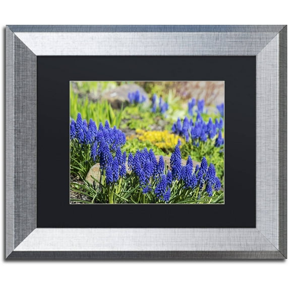 Trademark Fine Art "Grape Hyacinth" Canvas Art by Kurt Shaffer, Black Matte, Silver Frame