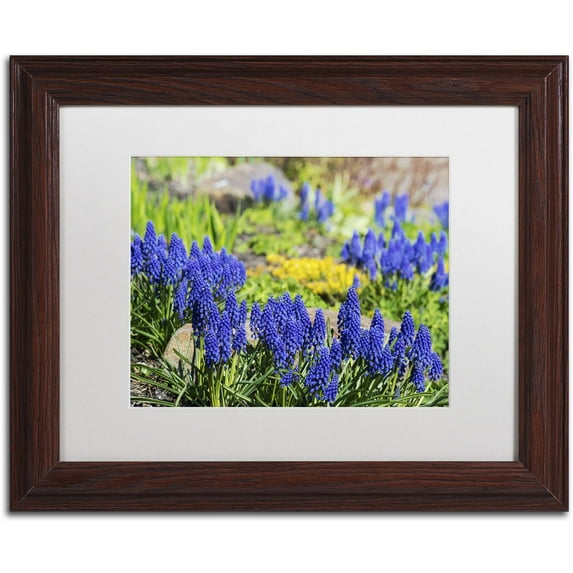Trademark Fine Art "Grape Hyacinth" Canvas Art by Kurt Shaffer, White Matte, Wood Frame