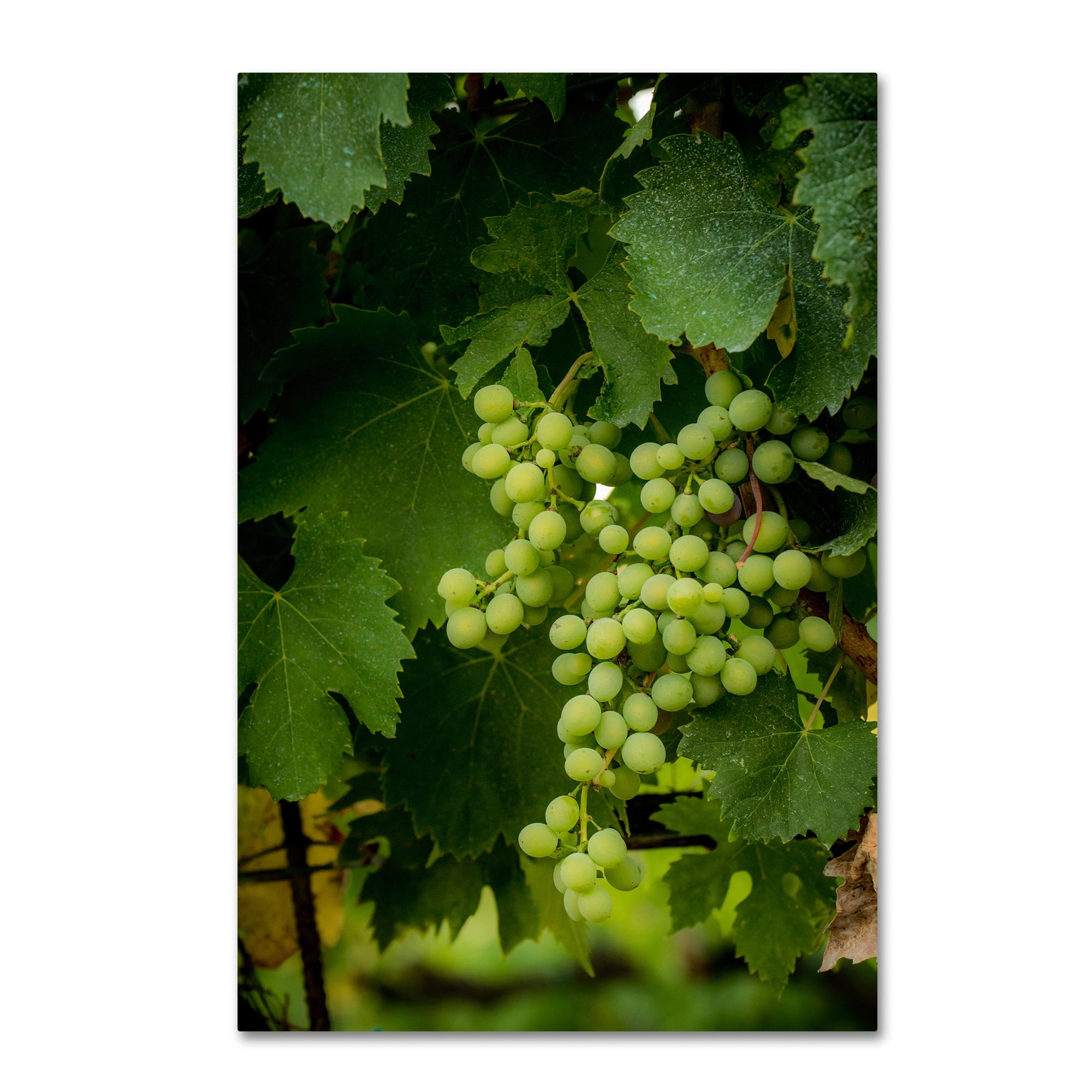 Large Green Grapes Vineyard Canvas Art Print