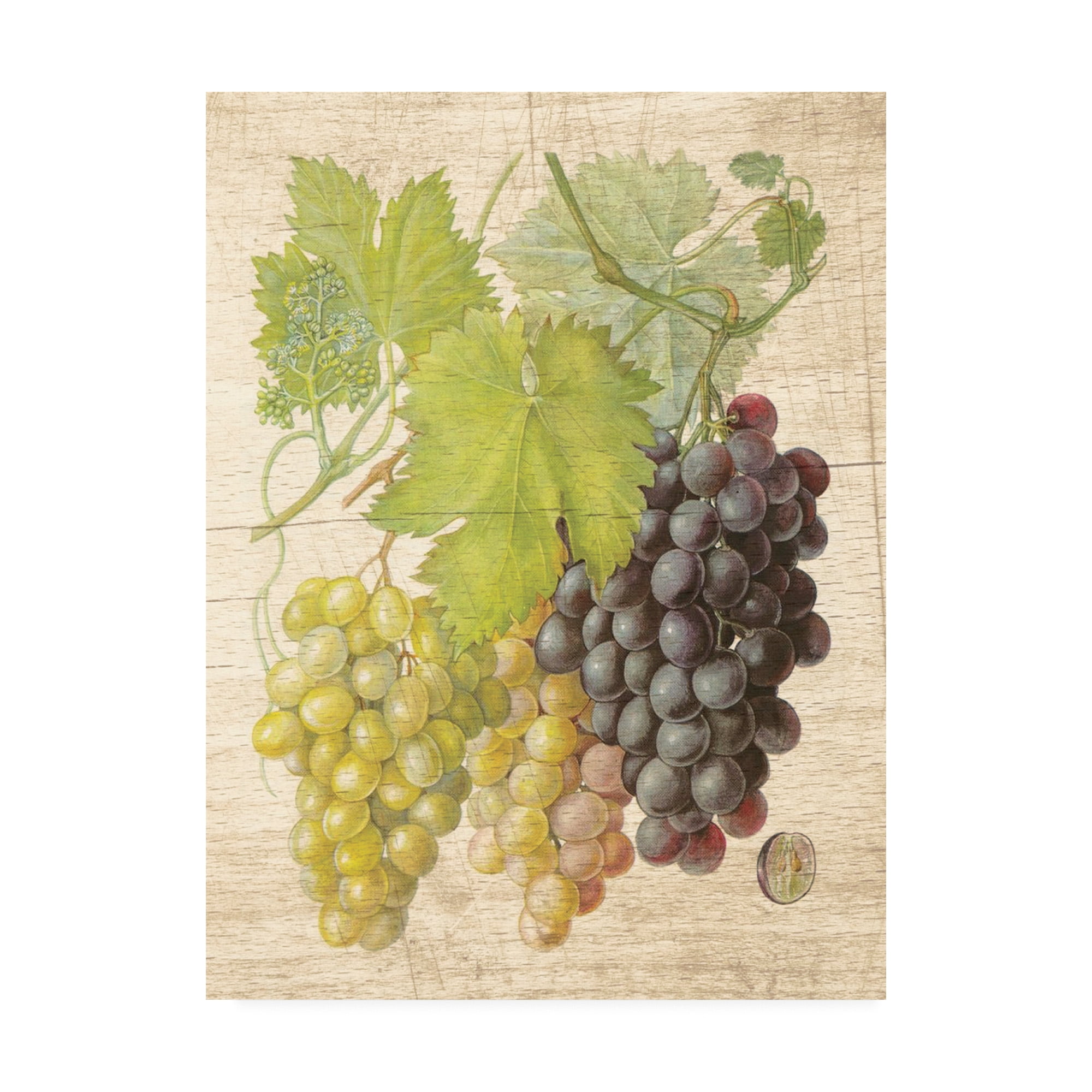 Trademark Fine Art 'Grapevine I' Canvas Art by Nobleworks Inc.