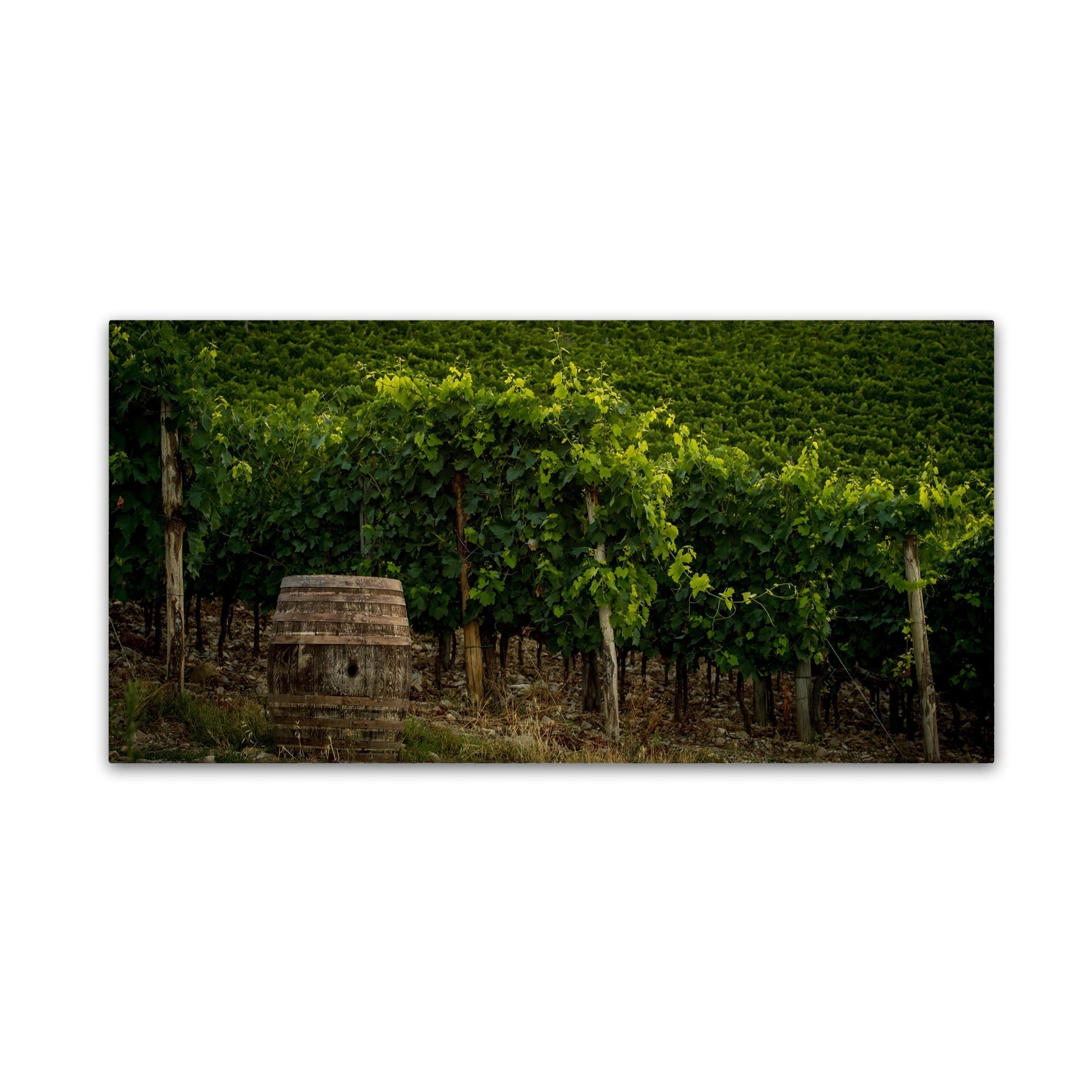 Grapevines and Barrel Landscape Canvas Art Print