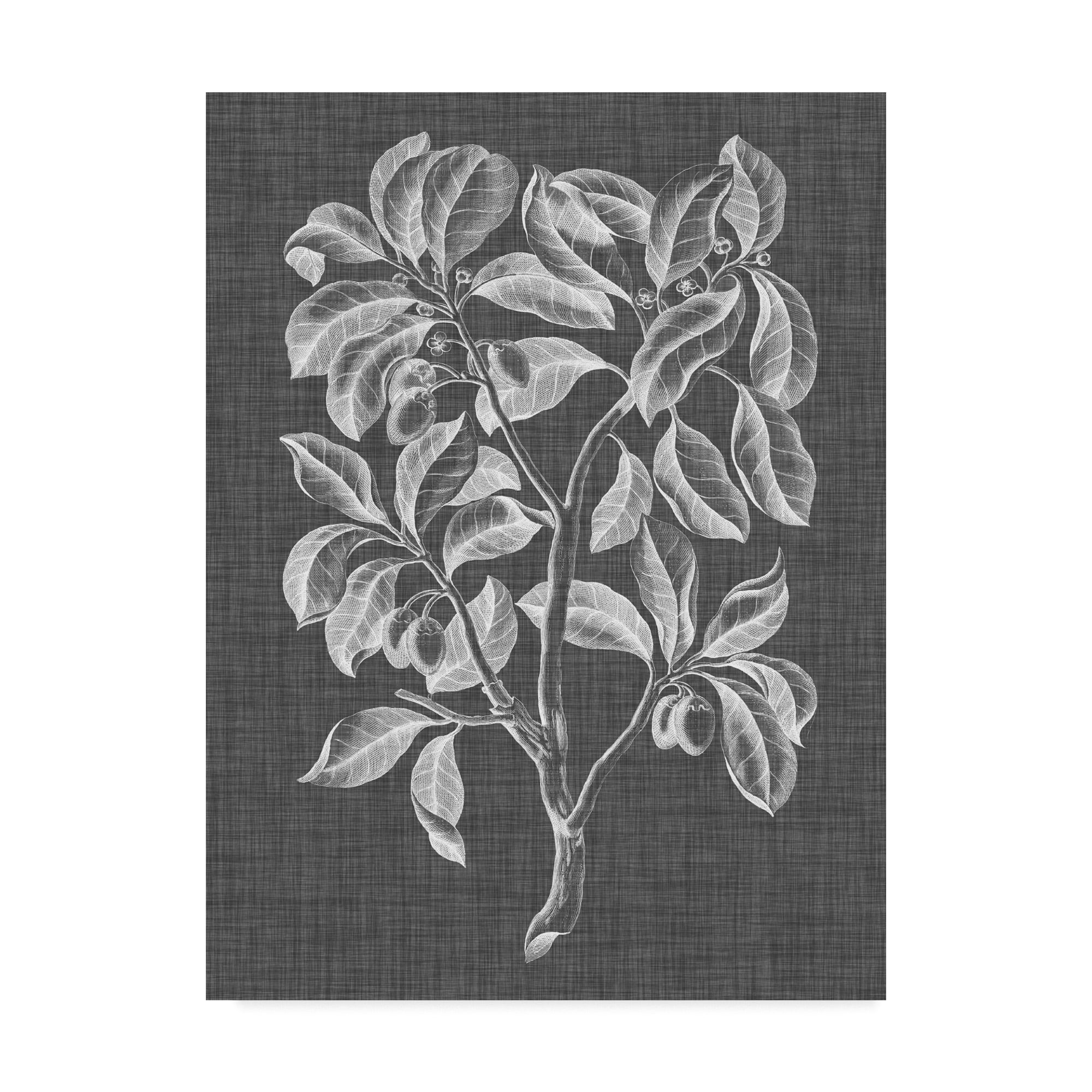 Trademark Fine Art 'Graphic Foliage I' Canvas Art by Vision Studio