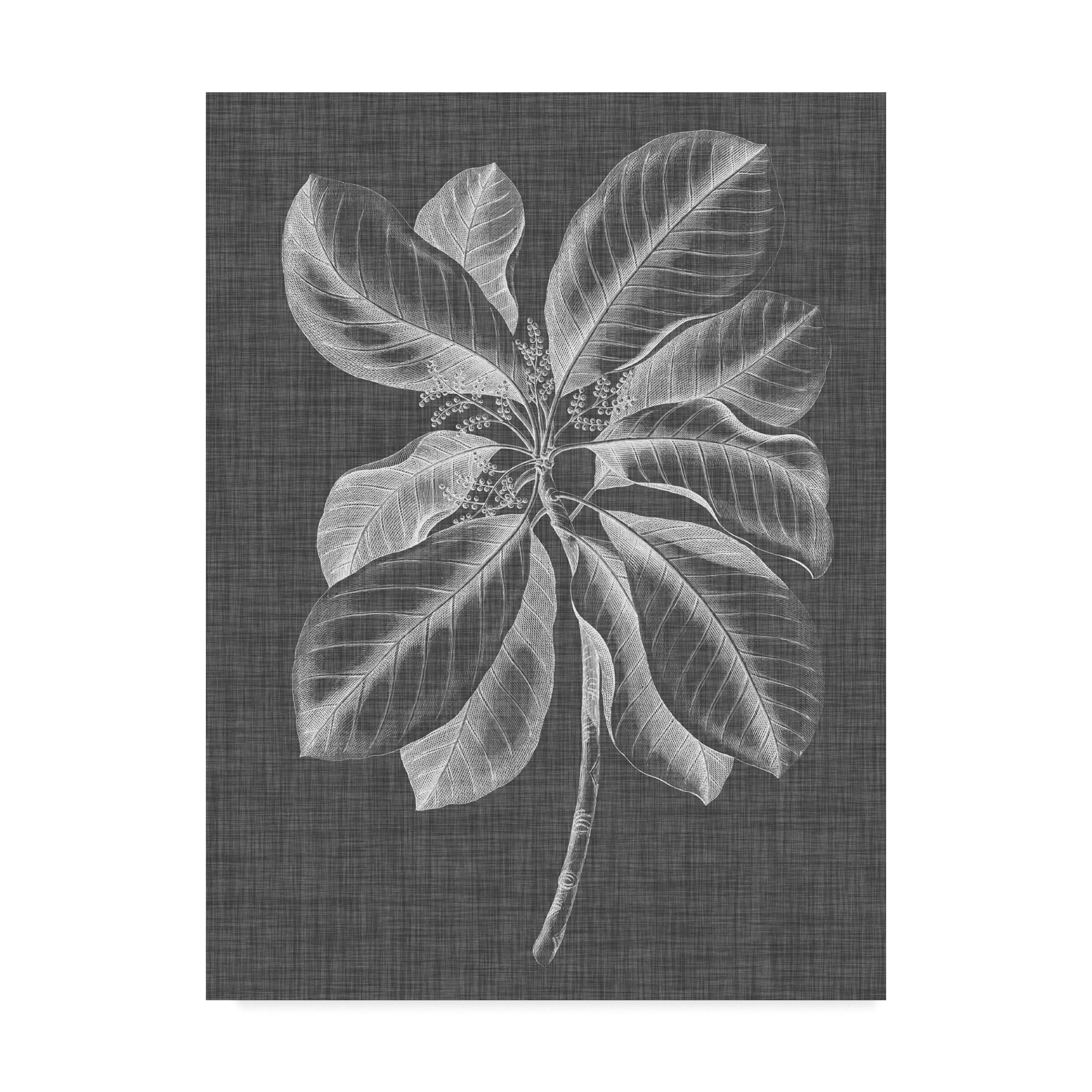 Trademark Fine Art 'Graphic Foliage II' Canvas Art by Vision Studio