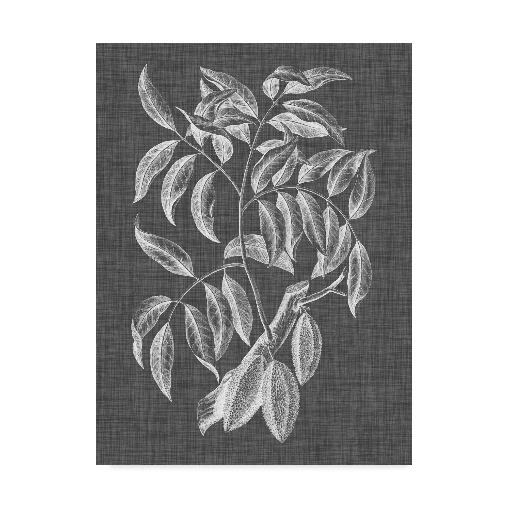 Trademark Fine Art 'Graphic Foliage III' Canvas Art by Vision Studio