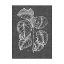 Trademark Fine Art 'Graphic Foliage IV' Canvas Art by Vision Studio