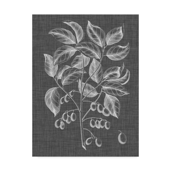 Trademark Fine Art 'Graphic Foliage V' Canvas Art by Vision Studio