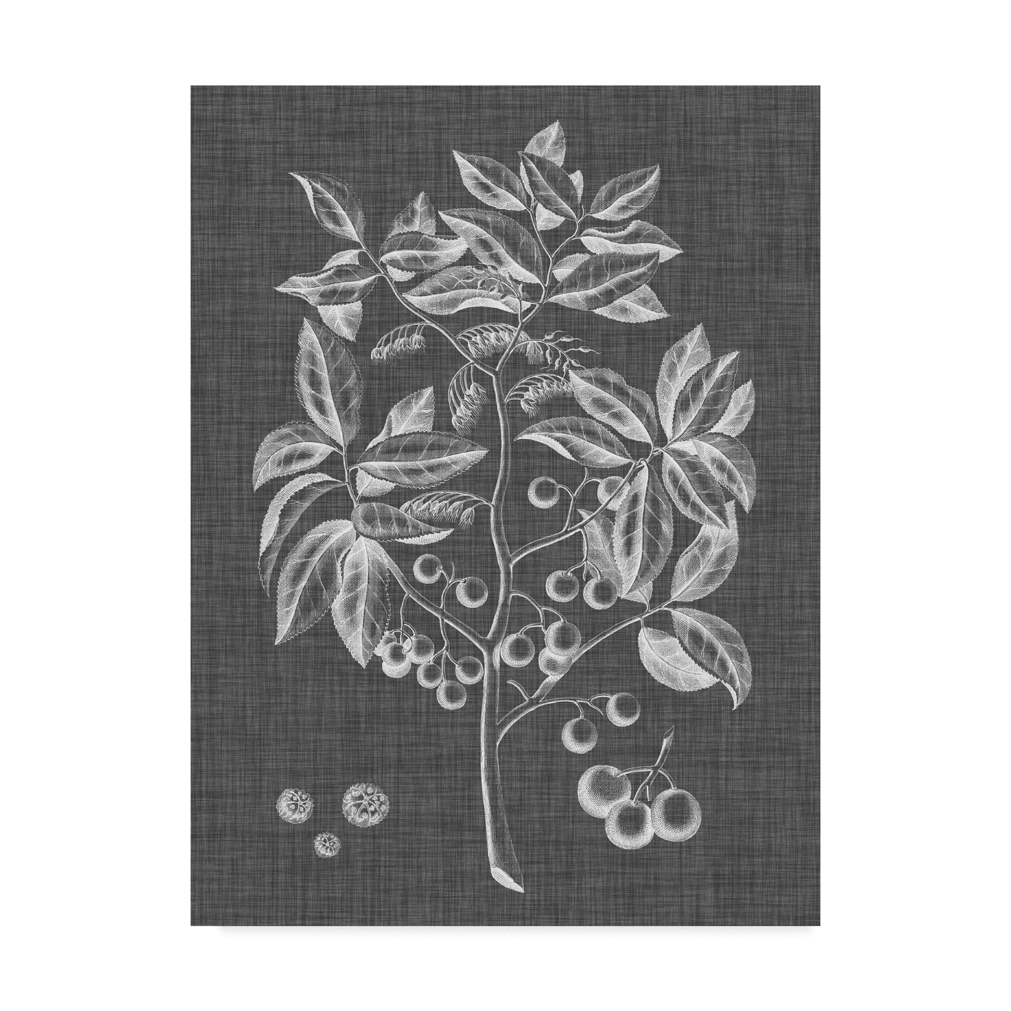 Trademark Fine Art 'Graphic Foliage VI' Canvas Art by Vision Studio